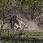 Ein übermütiges Zebra