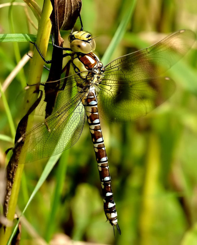 Ein überraschender Gartenbesucher......