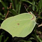 Ein überwinternder Zitronenfalter (Gonopteryx rhamni) am 2.1.2022!