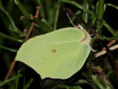 Ein überwinternder Zitronenfalter (Gonopteryx rhamni) am 2.1.2022!