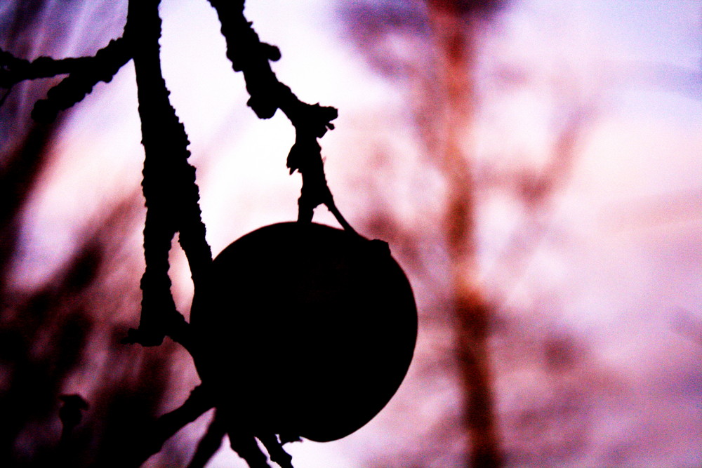 Ein übrig gebliebener Apfel im Winter