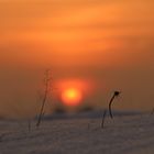 Ein Ufo im Pietzmoor