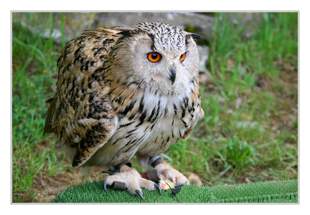 ein uhu aus dem wildtierpark in bad mergentheim