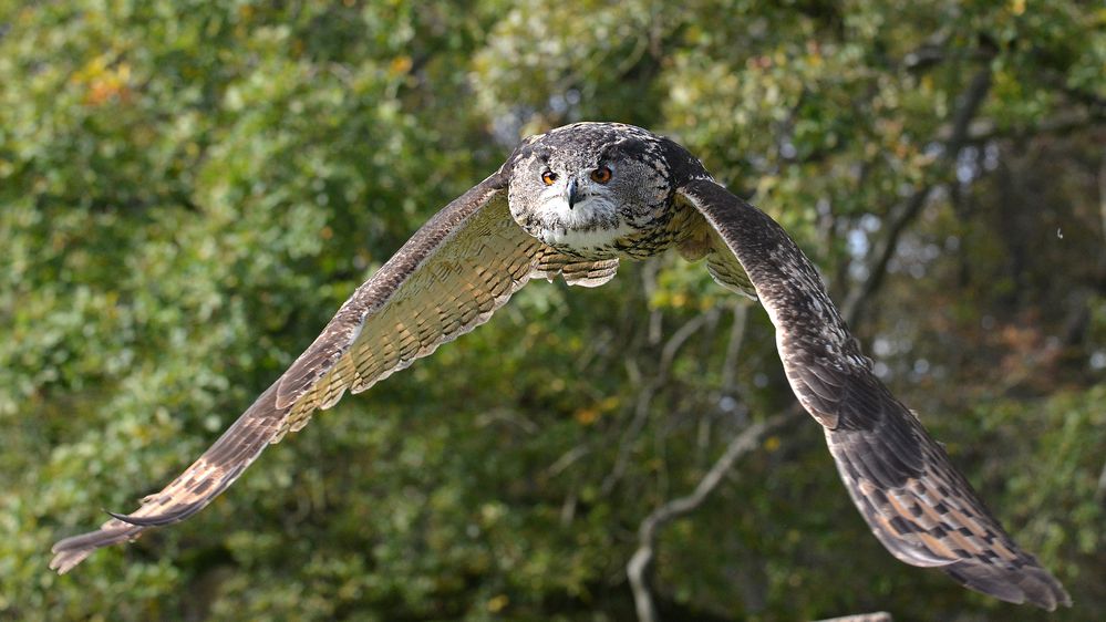 Ein Uhu im Anflug