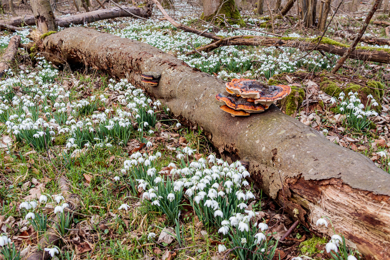 Ein umgefallener Baum erhält die letzte Ehre Foto & Bild pflanzen
