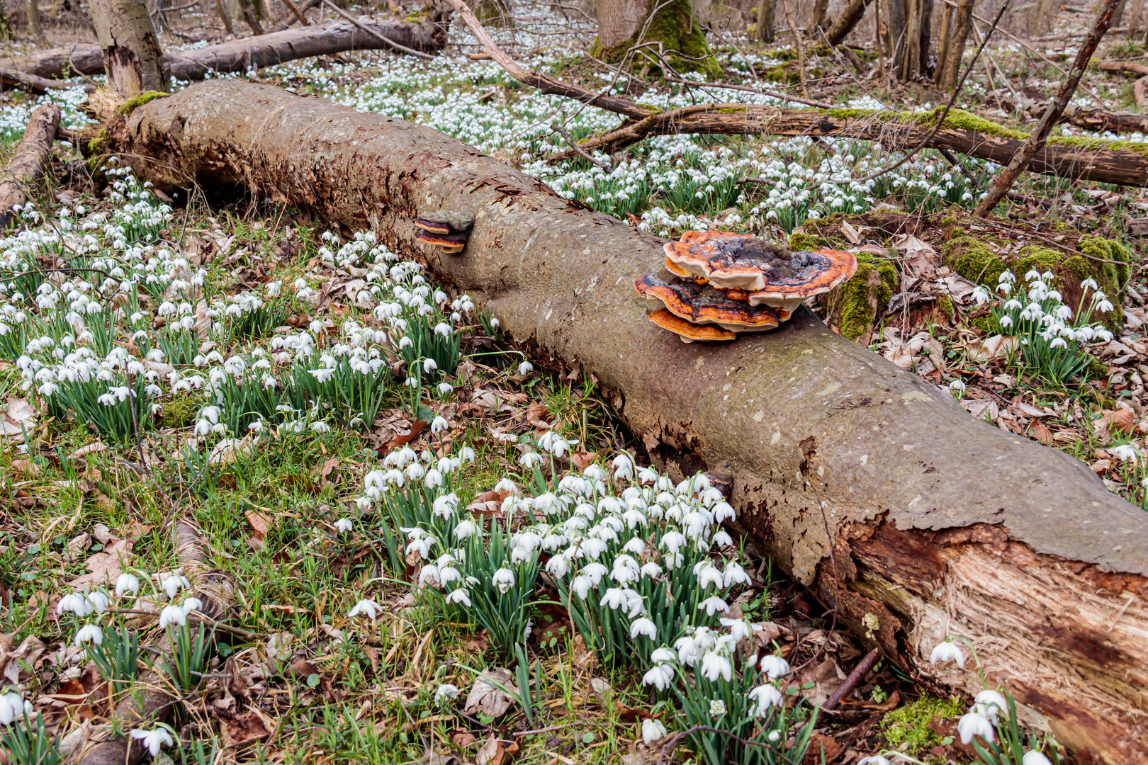 Ein umgefallener Baum erhält die letzte Ehre