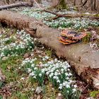 Ein umgefallener Baum erhält die letzte Ehre