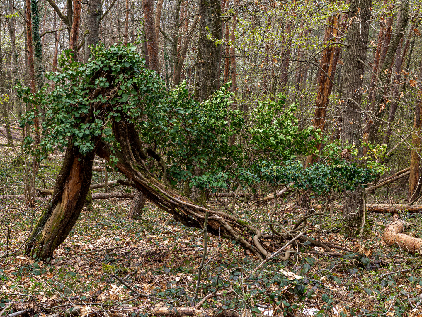 Ein umgeknickter Baum