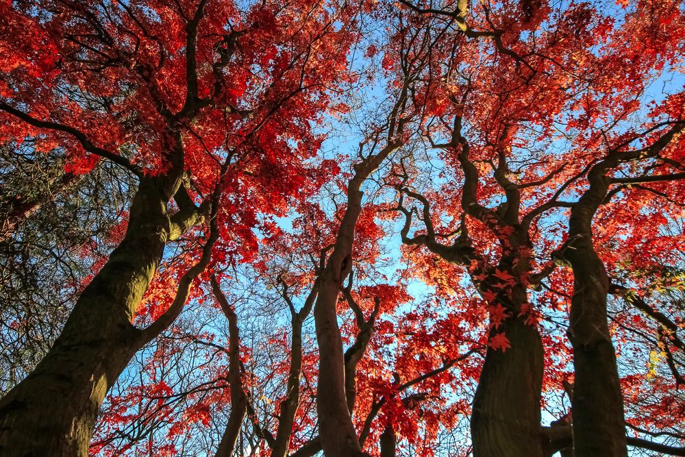 Ein umwerfendes Rot