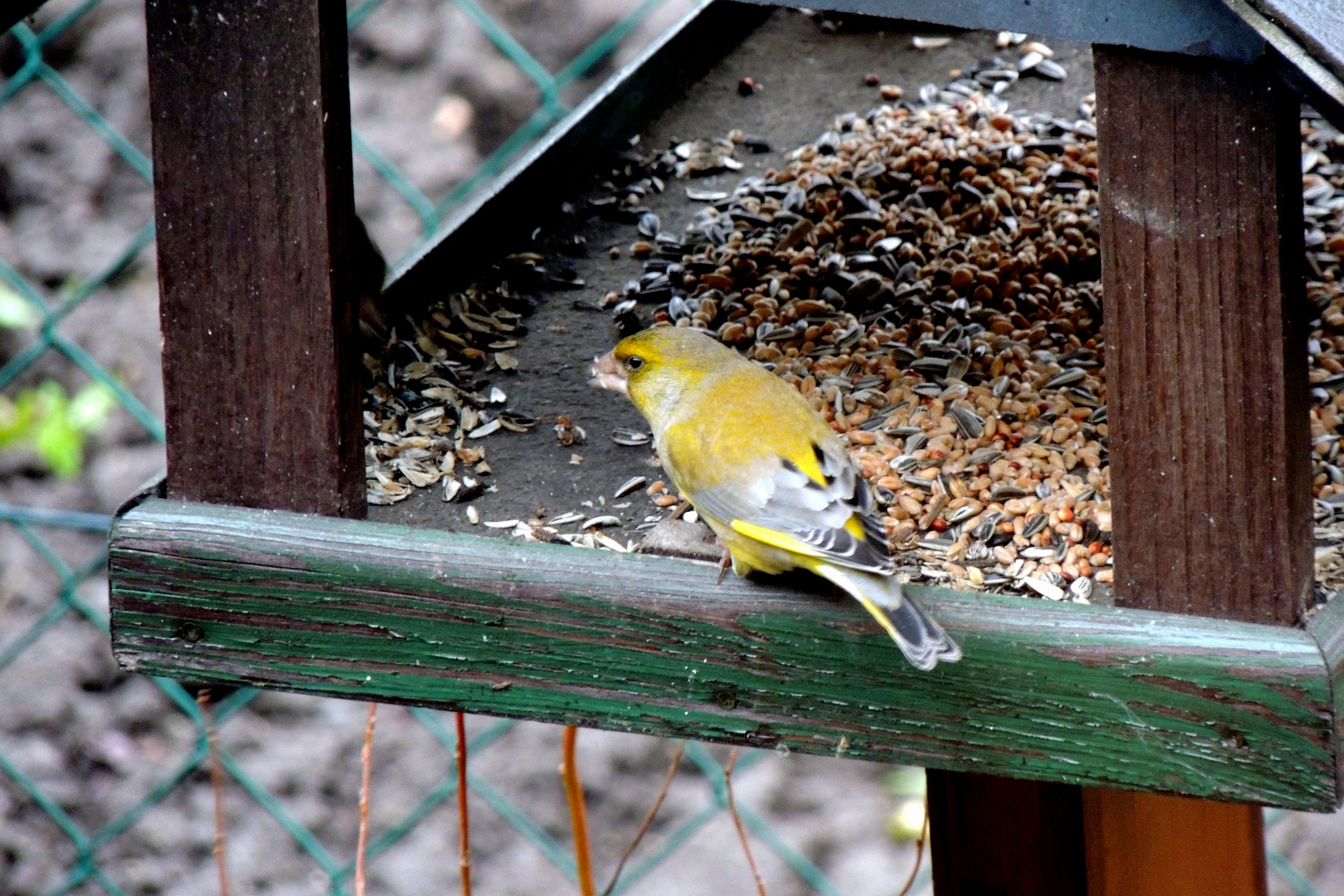 Ein unbekannter Besucher ( wer kennt diesen Vogel?)