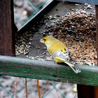 Ein unbekannter Besucher ( wer kennt diesen Vogel?)