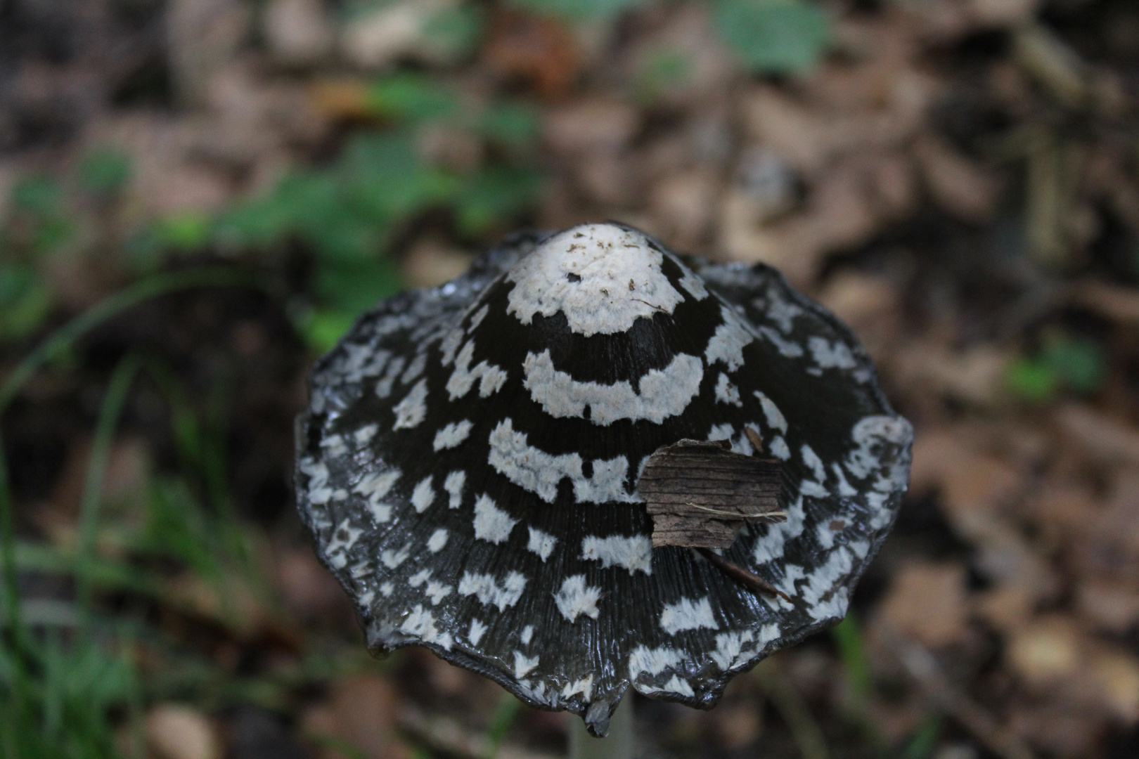 Ein unbekannter Pilz