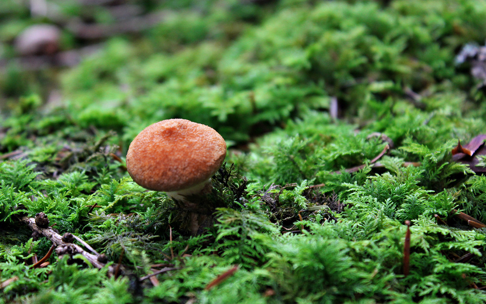 ein unbekannter Pilz