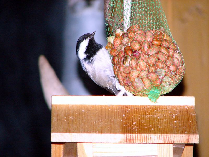 Ein unbekannter Vogel