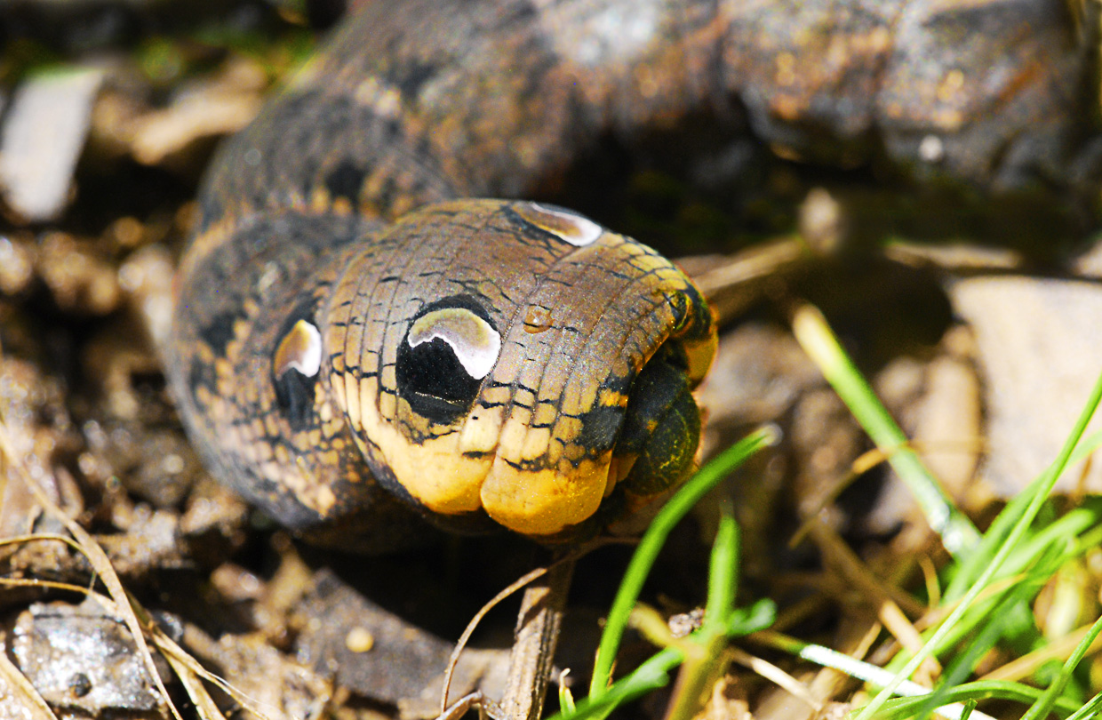 Ein unbekanntes Reptil?