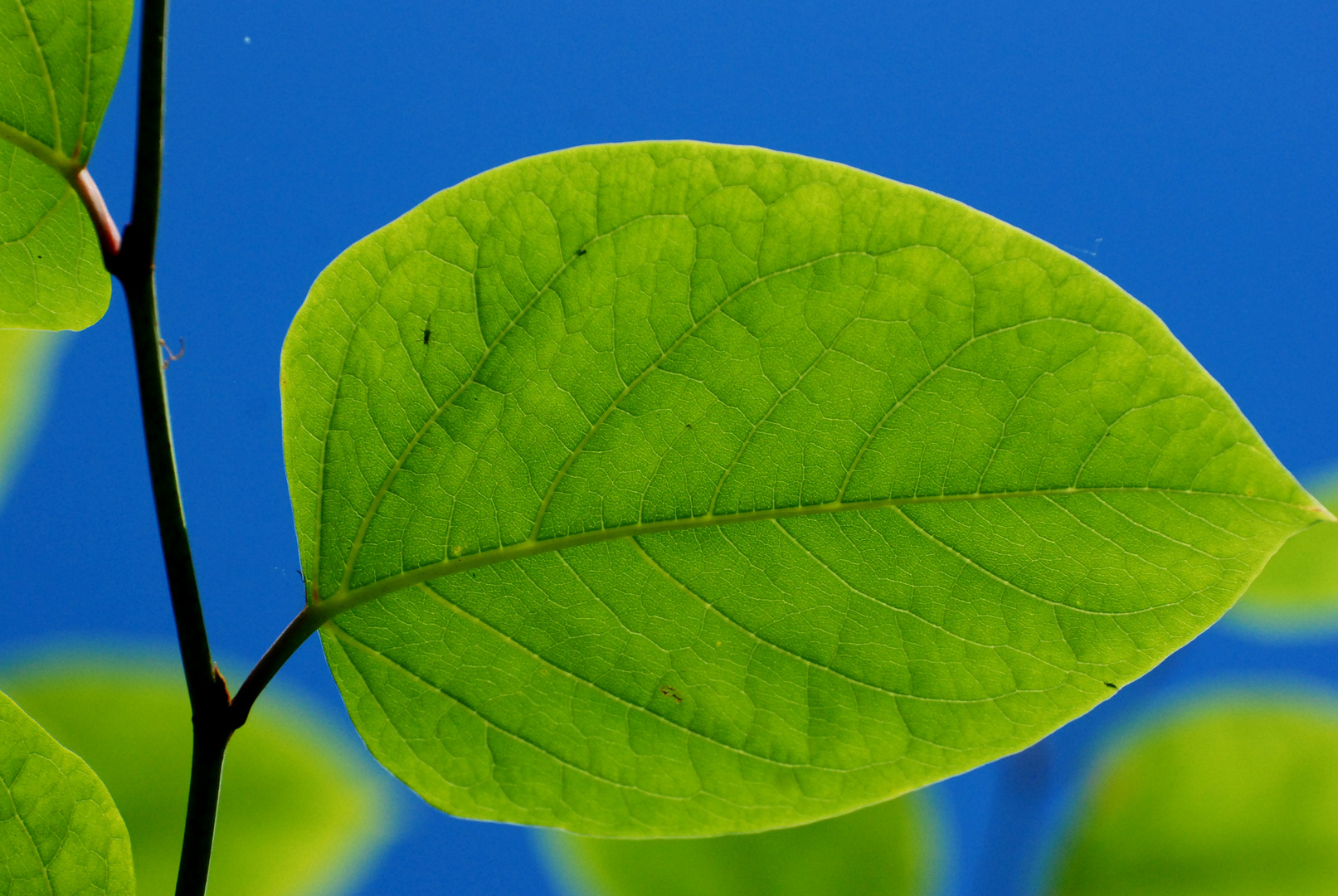 ein unbeschriebenes Blatt