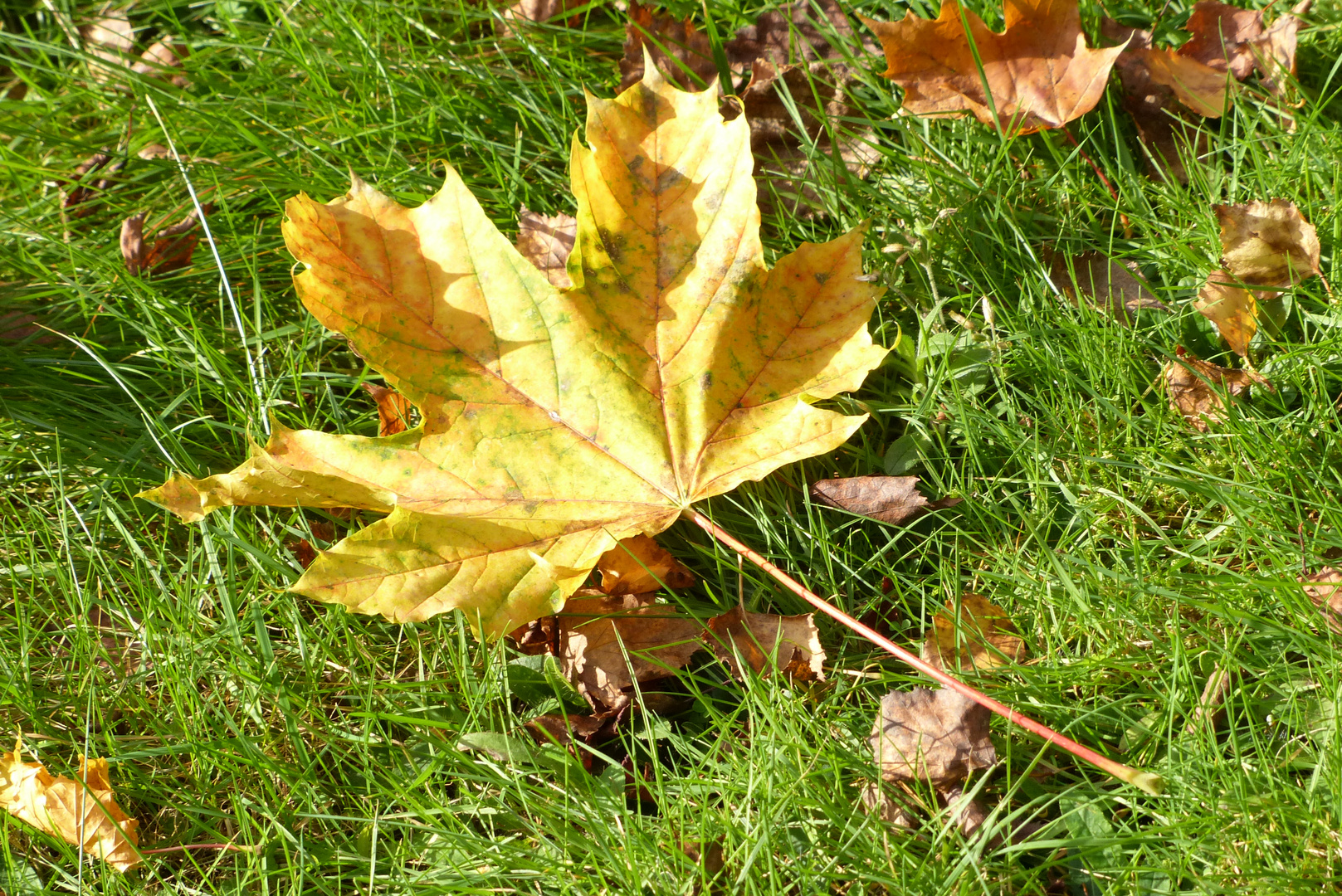 Ein unbeschriebenes Blatt im Licht und Schatten