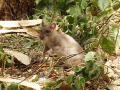 Ein ungebetener Gast - eine freche Ratte