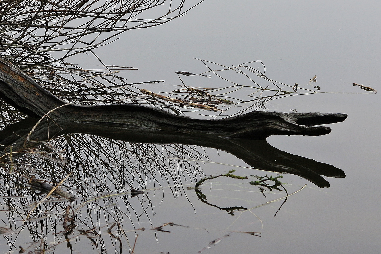 Ein "Ungeheuer" am Ufer vom Kleinen Plöner See