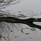 Ein "Ungeheuer" am Ufer vom Kleinen Plöner See