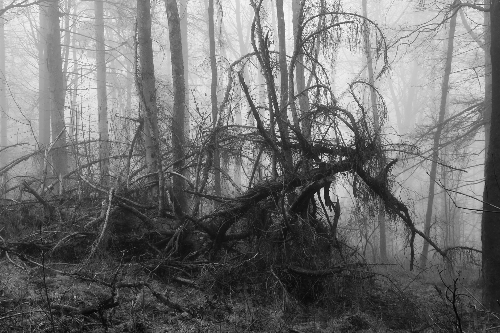 Ein-Ungeheuer-im-Wald