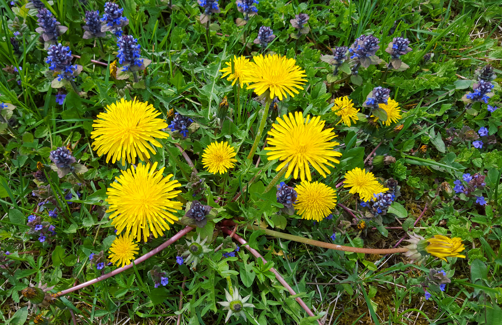 Ein ungepflückter Wiesenblumenstrauß....