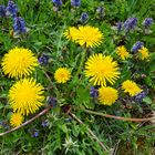 Ein ungepflückter Wiesenblumenstrauß....