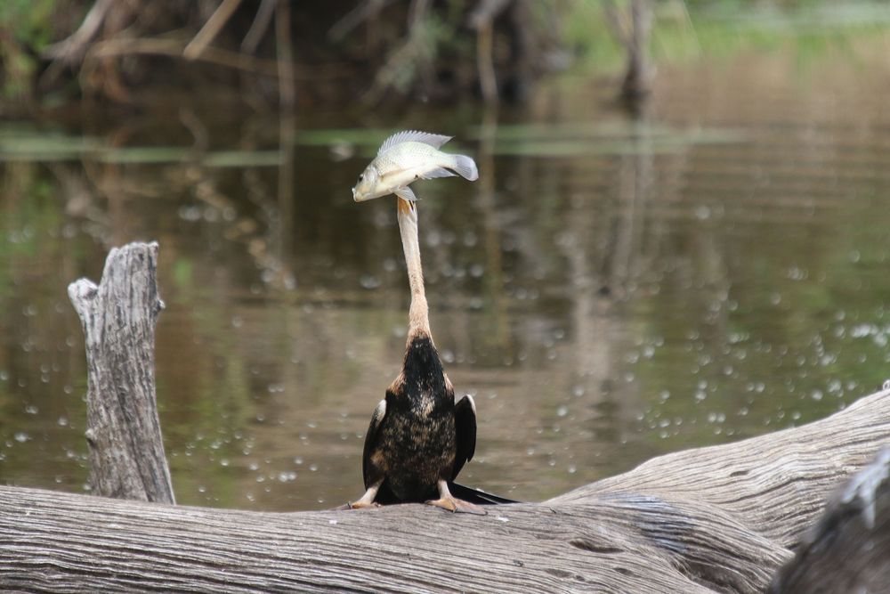 Ein ungeschickter Schlangenhalsvogel 