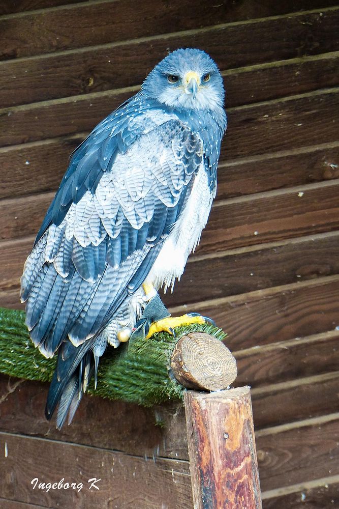 Ein ungewöhlicher Adler - Wildgehege Hellenthal