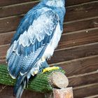 Ein ungewöhlicher Adler - Wildgehege Hellenthal