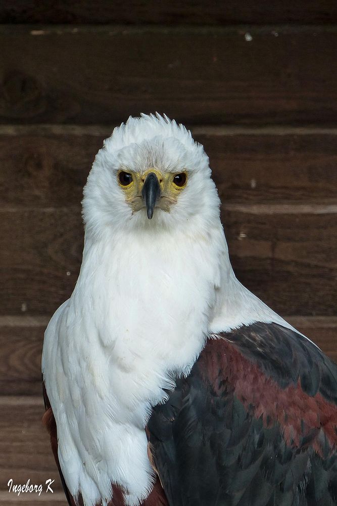 Ein ungewöhnlicher Adler - Wildgehege Hellenthal