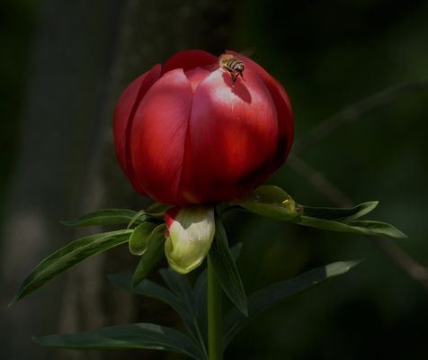 Ein ungewöhnlicher Besucher...