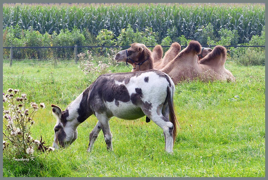 Ein ungewöhnlicher Esel und ein Kamel