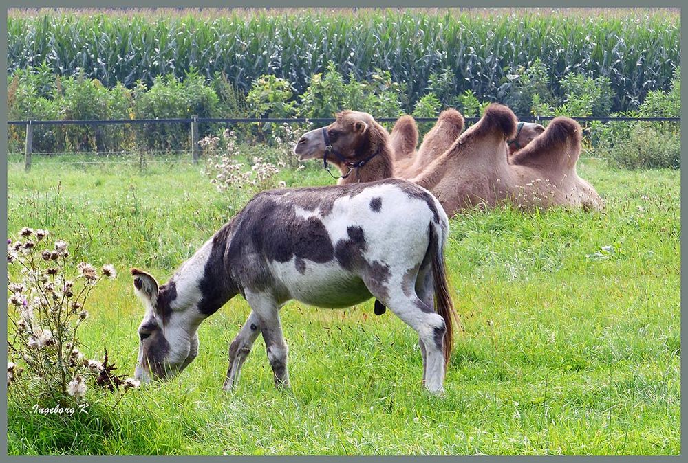 Ein ungewöhnlicher Esel und ein Kamel