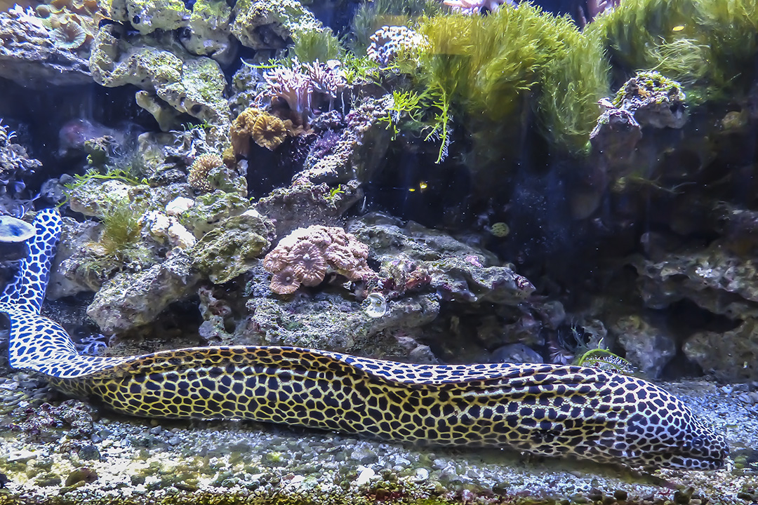 Ein ungewöhnlicher Fisch - die große Netzmuräne - Terrazoo Rheinberg