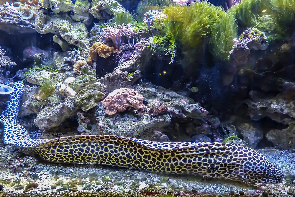 Ein ungewöhnlicher Fisch - die große Netzmuräne - Terrazoo Rheinberg