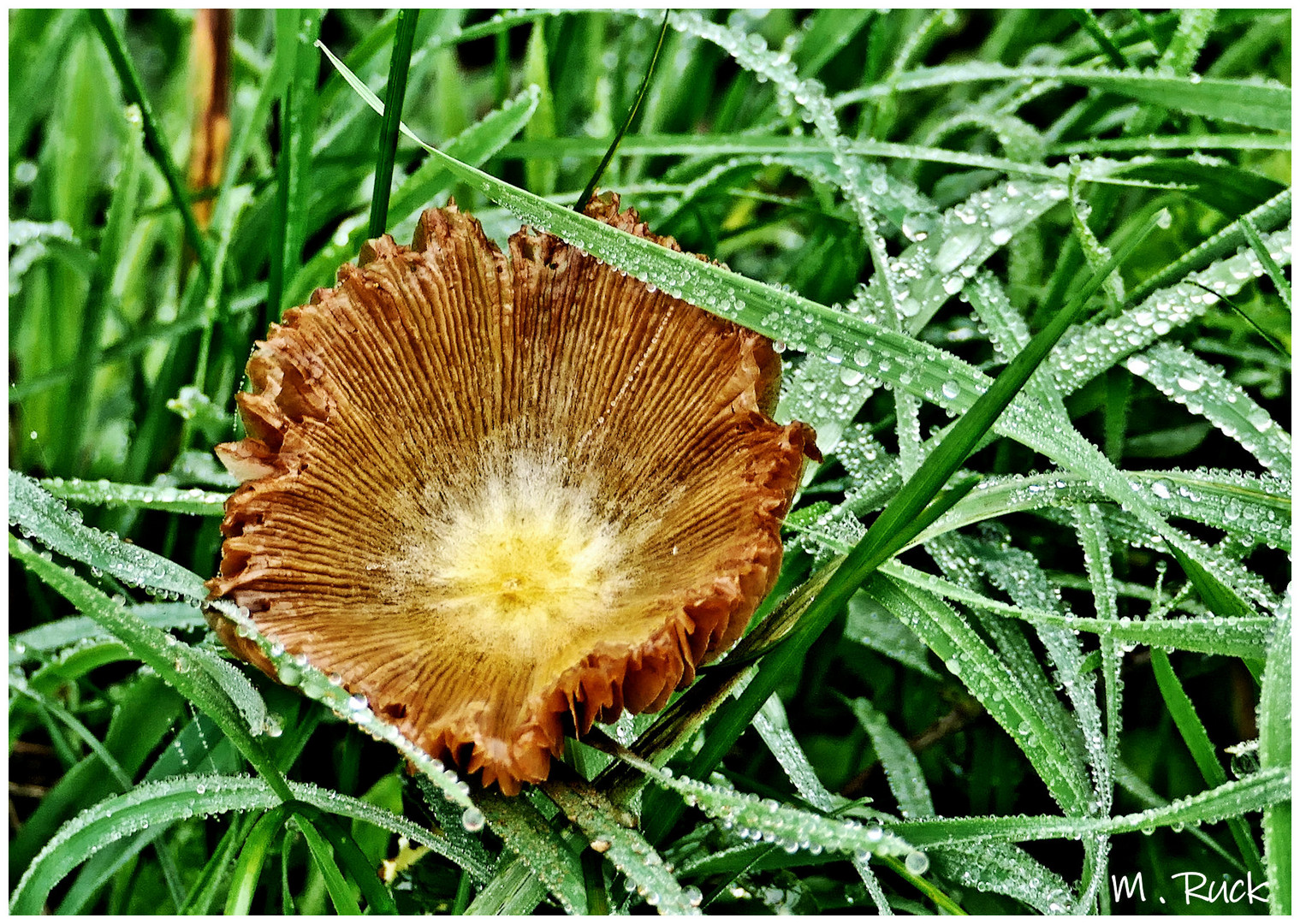   Ein ungewöhnlicher Pilz im nassen Gras 