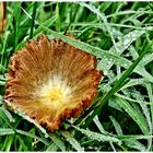   Ein ungewöhnlicher Pilz im nassen Gras 