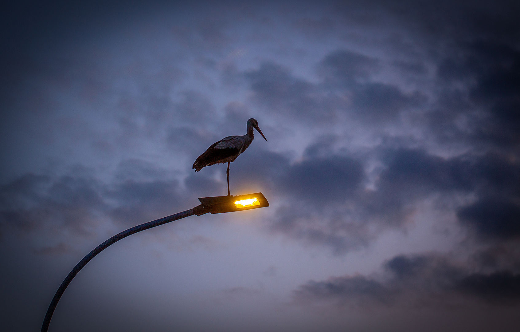 ein ungewöhnlicher Ruheplatz - Weißstorch auf Straßenlaterne ....