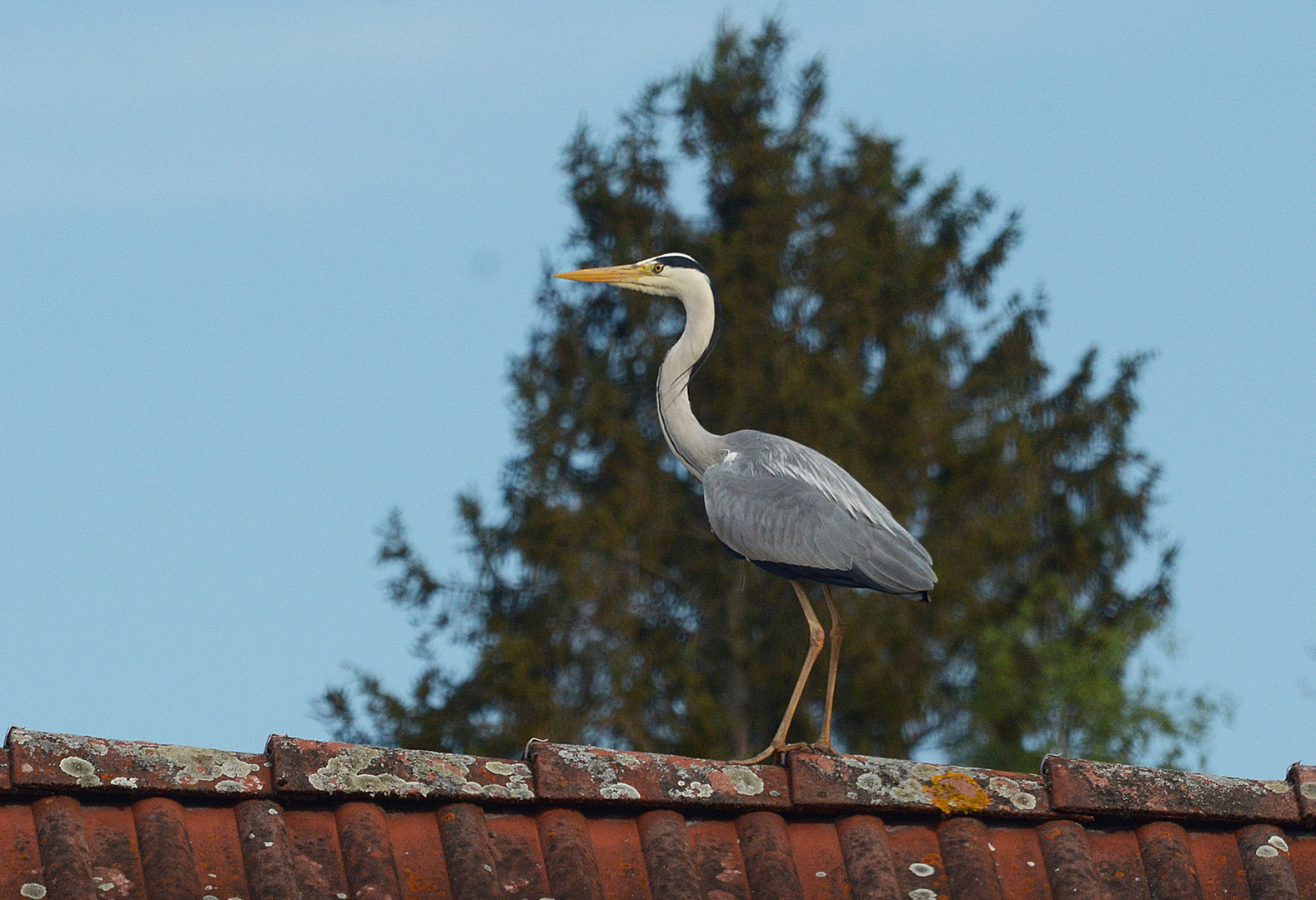 Ein ungewohnter Blick aus meinem Fenster