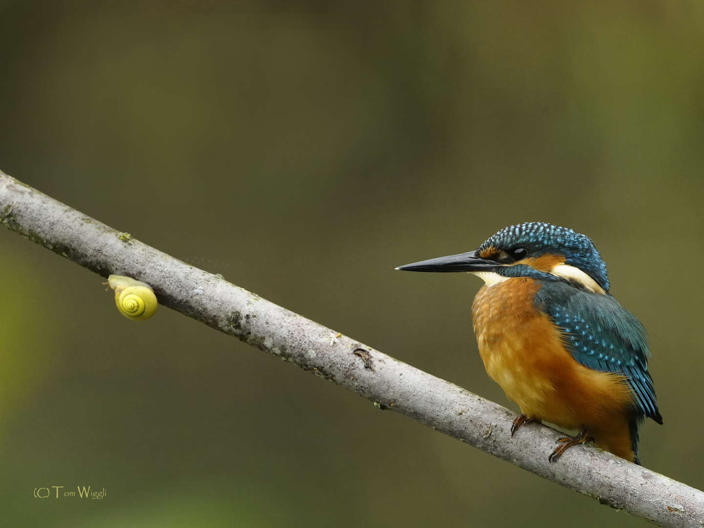 ein ungleiches Paar - Eisvogel mit Schnecke