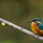 ein ungleiches Paar - Eisvogel mit Schnecke