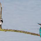 Ein ungleiches Pärchen - Eisvogel vs. Bachstelze