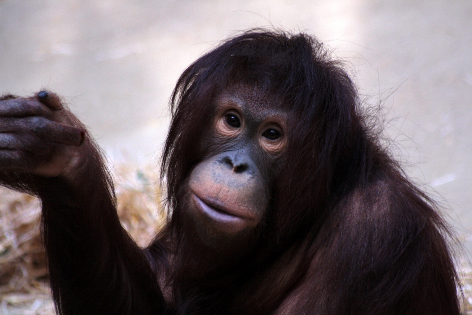 Ein unhöfliche Orangutan "Dame"