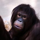 Ein unhöfliche Orangutan "Dame"