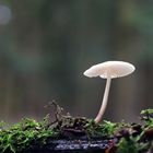 ein unscheinbarer kleiner Pilz