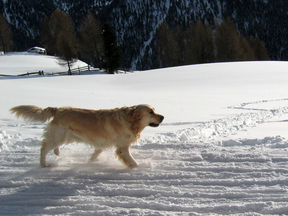 Ein unüblicher Schneehund