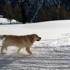 Ein unüblicher Schneehund