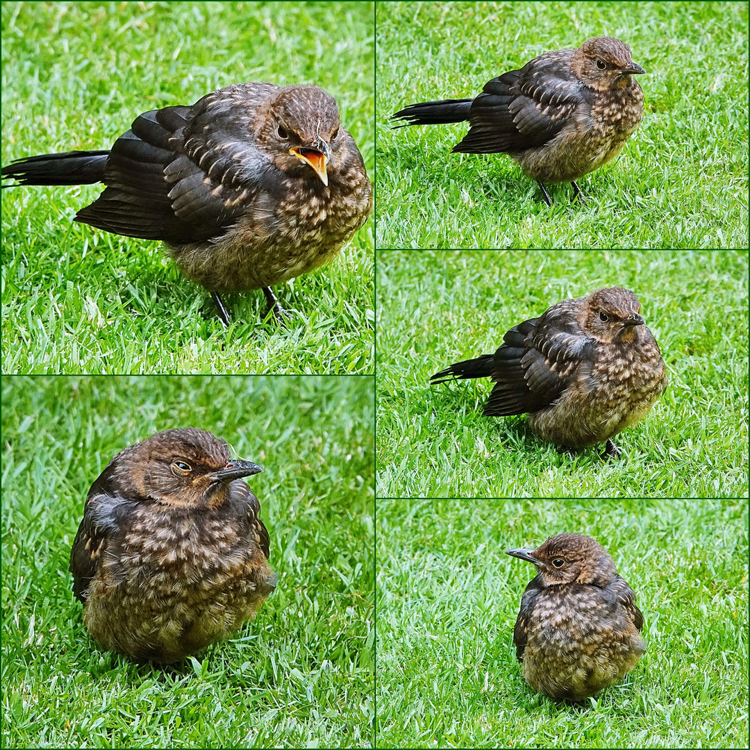 ein unverhoffter Besuch heute Nachmittag bei uns im Garten