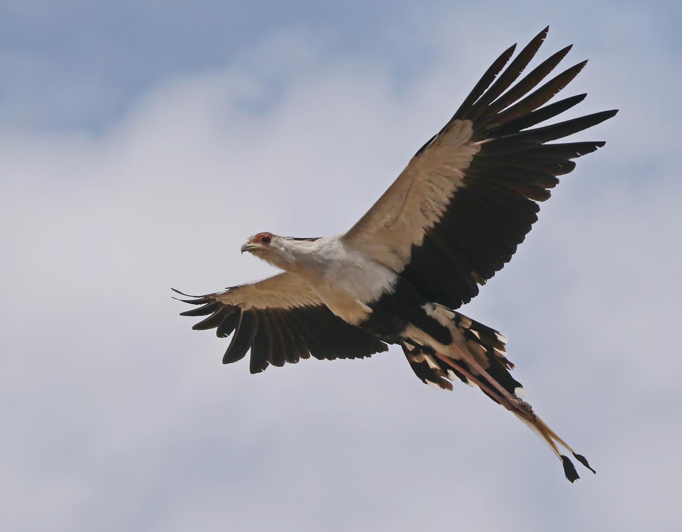 ein unverkennbares Flugbild